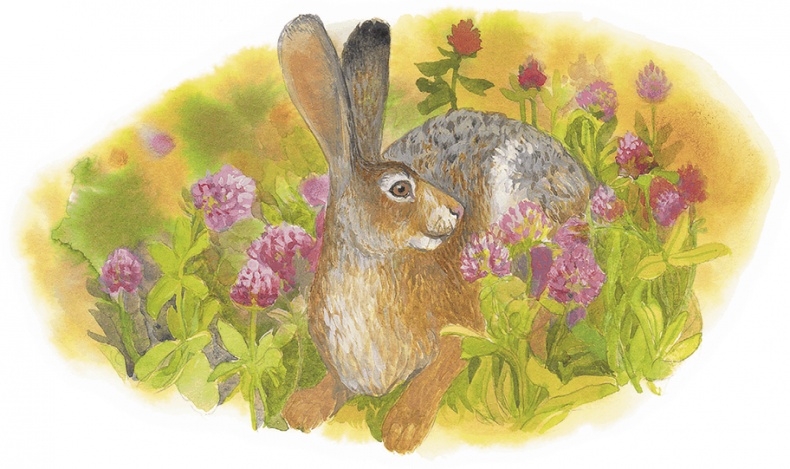 Иллюстрация к книге — Жук на ниточке [i_061.jpg]