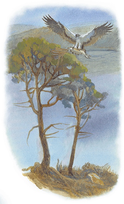 Иллюстрация к книге — Жук на ниточке [i_066.jpg]