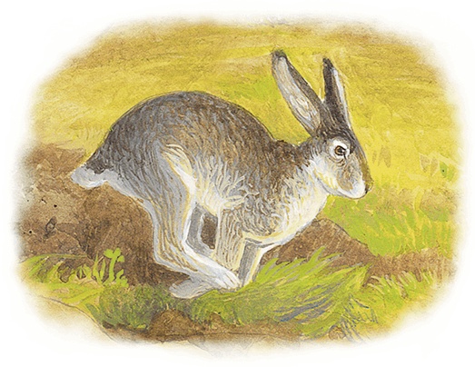 Иллюстрация к книге — Жук на ниточке [i_071.jpg]