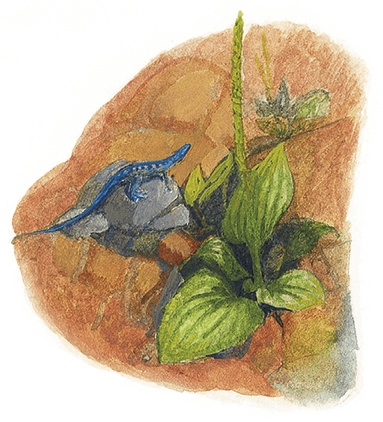 Иллюстрация к книге — Жук на ниточке [i_072.jpg]