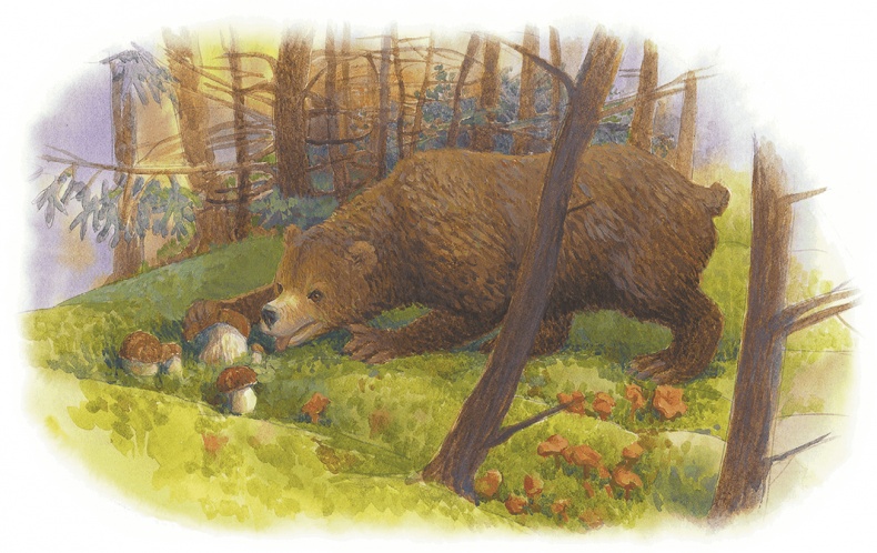 Иллюстрация к книге — Жук на ниточке [i_084.jpg]