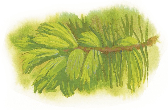 Иллюстрация к книге — Жук на ниточке [i_088.jpg]