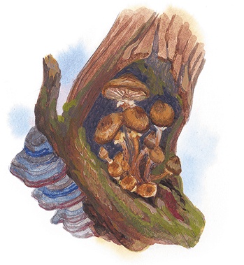 Иллюстрация к книге — Жук на ниточке [i_090.jpg]