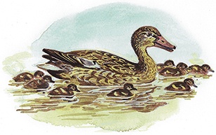 Иллюстрация к книге — Гусиный остров (сборник) [i_021.jpg]