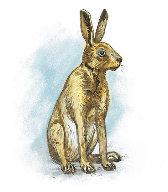 Иллюстрация к книге — Лисичкин хлеб [i_006.jpg]