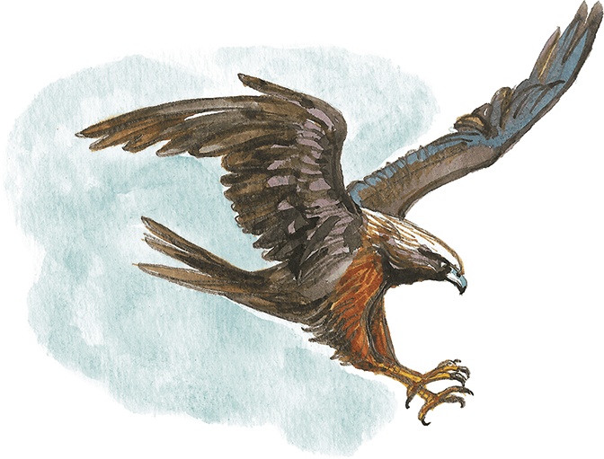 Иллюстрация к книге — Лисичкин хлеб [i_012.jpg]