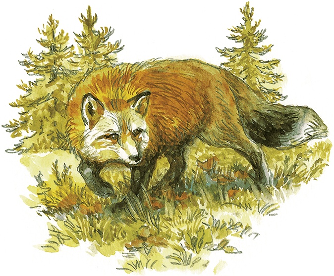 Иллюстрация к книге — Лисичкин хлеб [i_013.jpg]