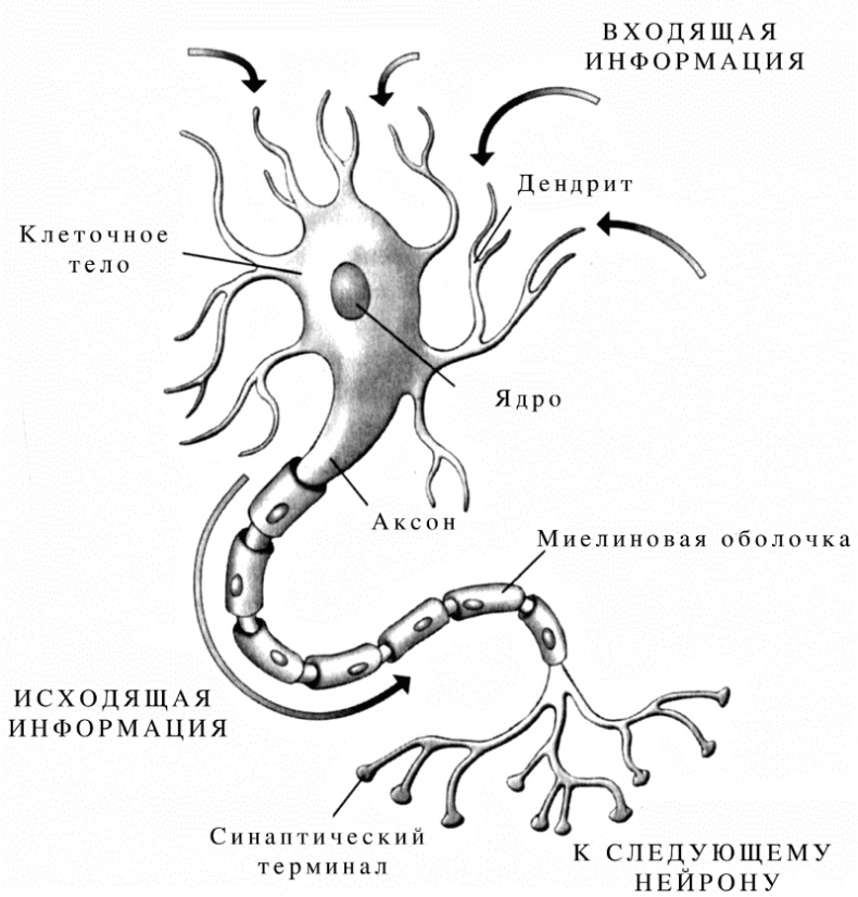 Иллюстрация к книге — Эйнштейн учился без карточек. 40 эффективных игровых упражнений для детей от 0 до 6 лет [i_002.jpg]