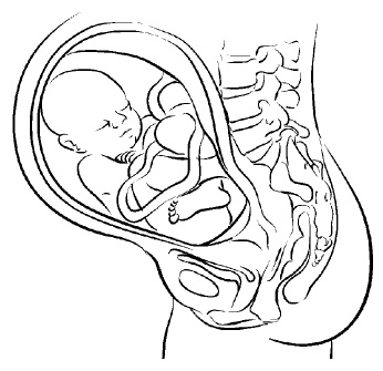 Иллюстрация к книге — Йога для беременных [i_023.jpg]