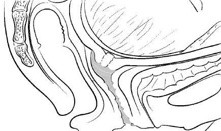 Иллюстрация к книге — Йога для беременных [i_026.jpg]