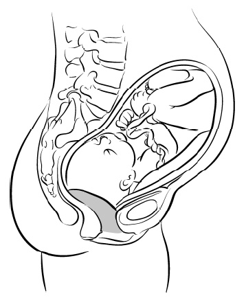 Иллюстрация к книге — Йога для беременных [i_027.jpg]