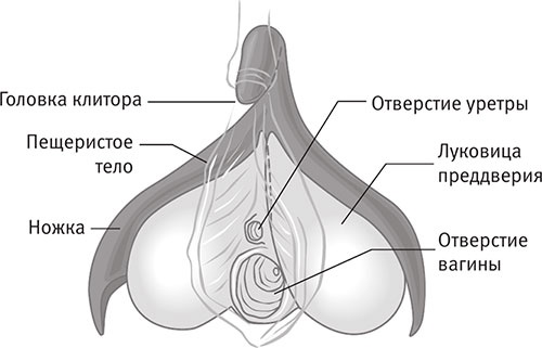 Иллюстрация к книге — Совершенное тело за 4 часа [i_071.jpg]