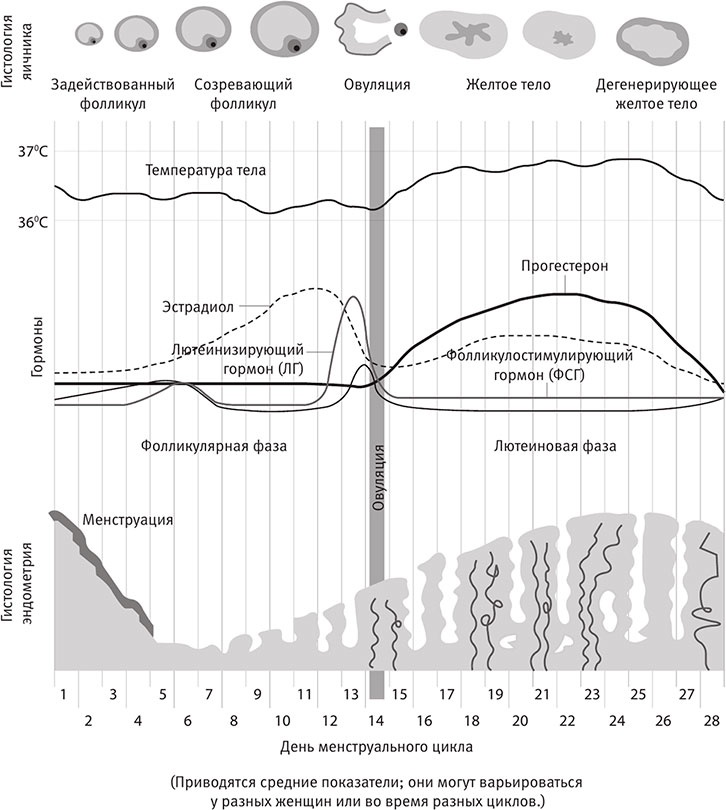 Иллюстрация к книге — Совершенное тело за 4 часа [i_077.jpg]
