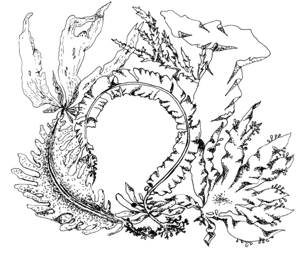 Иллюстрация к книге — Ковчег для Робинзона. Все о жизни морского кочевника [i_037.jpg]