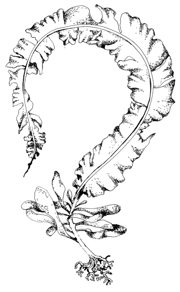 Иллюстрация к книге — Ковчег для Робинзона. Все о жизни морского кочевника [i_038.jpg]