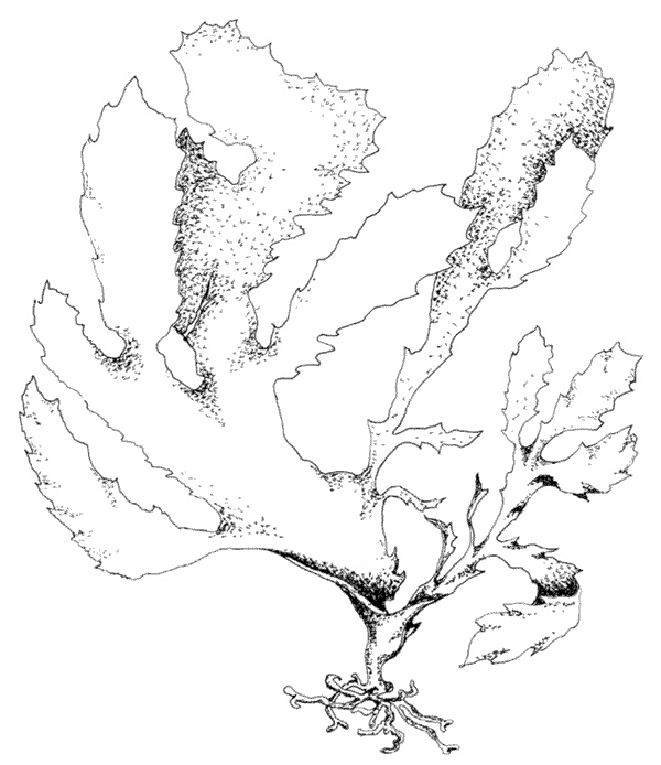 Иллюстрация к книге — Ковчег для Робинзона. Все о жизни морского кочевника [i_042.jpg]