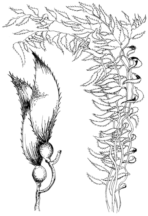 Иллюстрация к книге — Ковчег для Робинзона. Все о жизни морского кочевника [i_047.jpg]