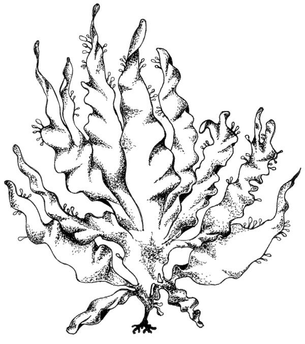 Иллюстрация к книге — Ковчег для Робинзона. Все о жизни морского кочевника [i_050.jpg]