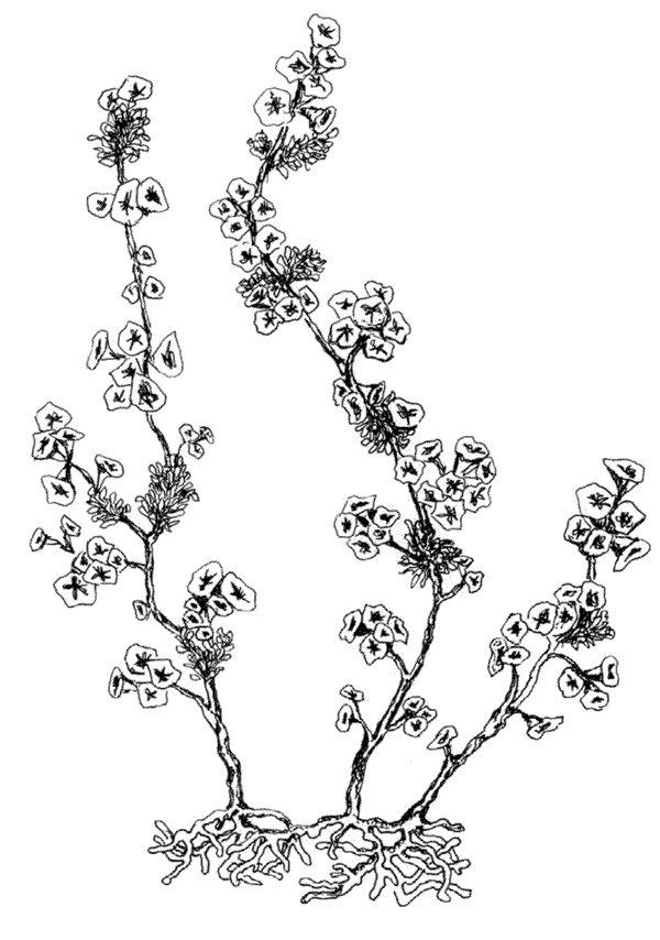 Иллюстрация к книге — Ковчег для Робинзона. Все о жизни морского кочевника [i_051.jpg]