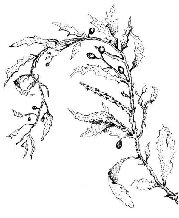 Иллюстрация к книге — Ковчег для Робинзона. Все о жизни морского кочевника [i_052.jpg]