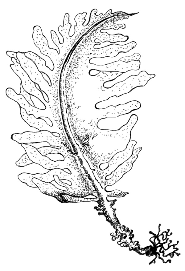 Иллюстрация к книге — Ковчег для Робинзона. Все о жизни морского кочевника [i_054.jpg]