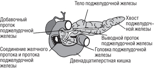 Иллюстрация к книге — Вода – натуральное лекарство от ожирения, рака, депрессии [i_012.jpg]