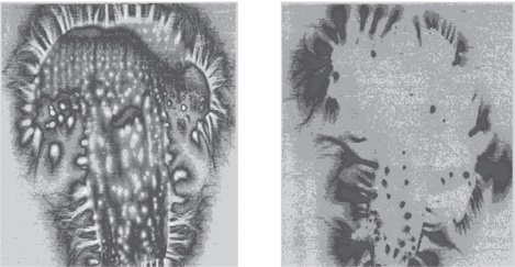 Иллюстрация к книге — Вода – натуральное лекарство от ожирения, рака, депрессии [i_020.jpg]