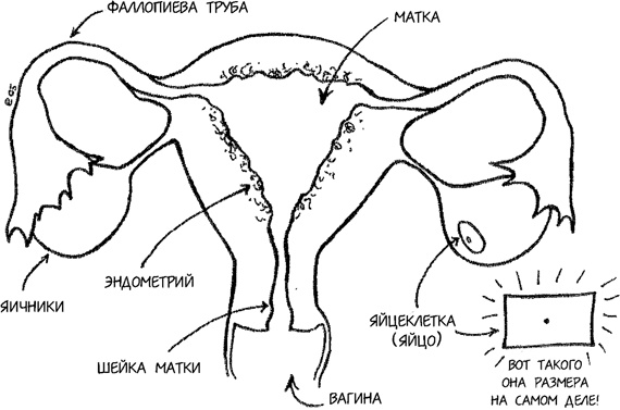 Иллюстрация к книге — Девчонкология [i_014.jpg]