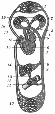 Иллюстрация к книге — Питание для сердца и сосудов [i_005.jpg]