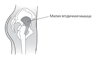 Иллюстрация к книге — Упругие ягодицы. 25 лучших упражнений [i_003.jpg]