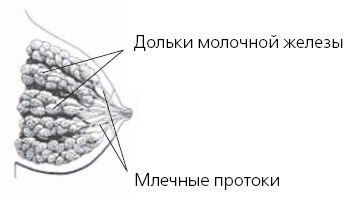 Иллюстрация к книге — Красивая грудь. 25 лучших упражнений [i_001.jpg]