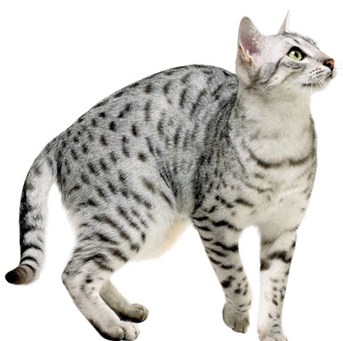 Иллюстрация к книге — Я тебя похудею [i_033.jpg]