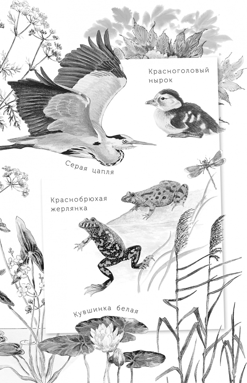 Иллюстрация к книге — Умный дикобраз [i_001.jpg]