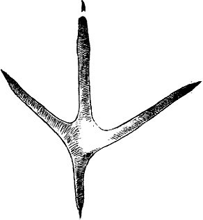 Иллюстрация к книге — Умный дикобраз [i_003.jpg]