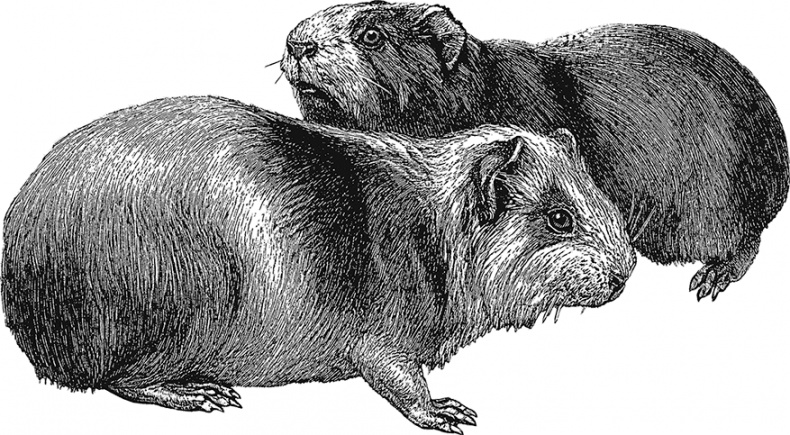 Иллюстрация к книге — Умный дикобраз [i_011.jpg]