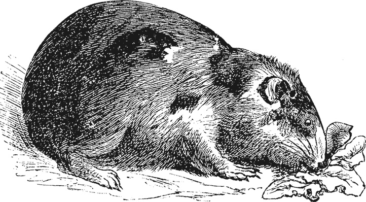 Иллюстрация к книге — Умный дикобраз [i_012.jpg]