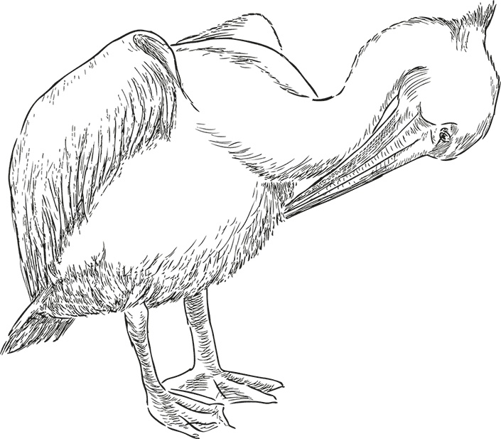 Иллюстрация к книге — Умный дикобраз [i_014.jpg]