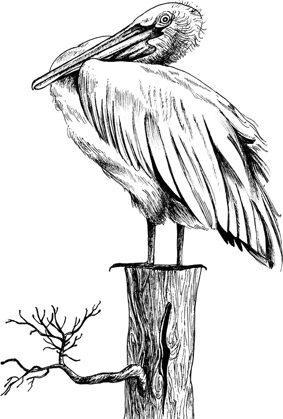 Иллюстрация к книге — Умный дикобраз [i_015.jpg]