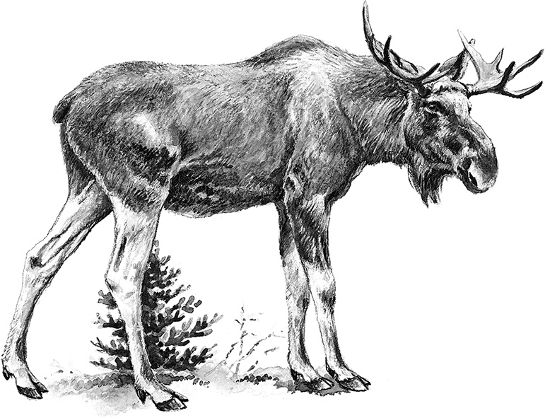 Иллюстрация к книге — Умный дикобраз [i_019.jpg]