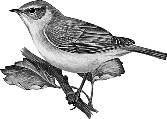 Иллюстрация к книге — Умный дикобраз [i_020.jpg]