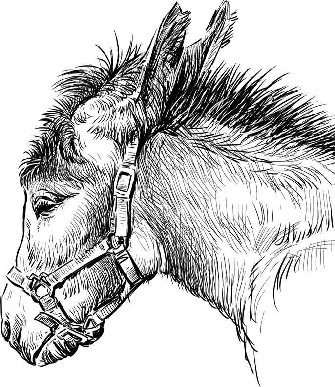 Иллюстрация к книге — Умный дикобраз [i_022.jpg]