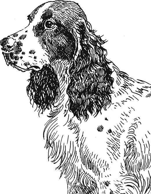 Иллюстрация к книге — Умный дикобраз [i_023.jpg]