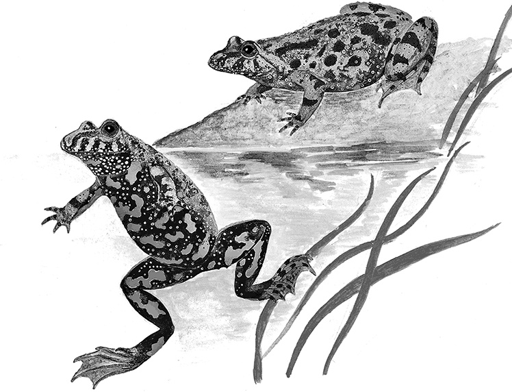 Иллюстрация к книге — Умный дикобраз [i_024.jpg]