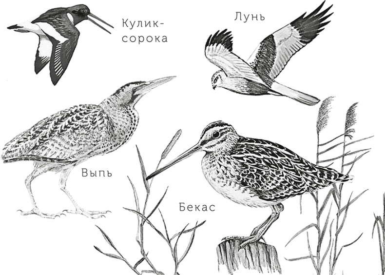 Иллюстрация к книге — Умный дикобраз [i_025.jpg]