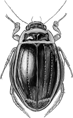 Иллюстрация к книге — Умный дикобраз [i_026.jpg]