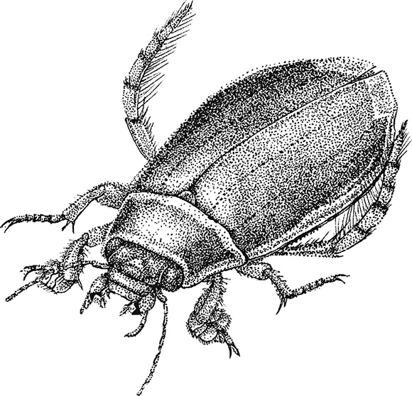 Иллюстрация к книге — Умный дикобраз [i_027.jpg]