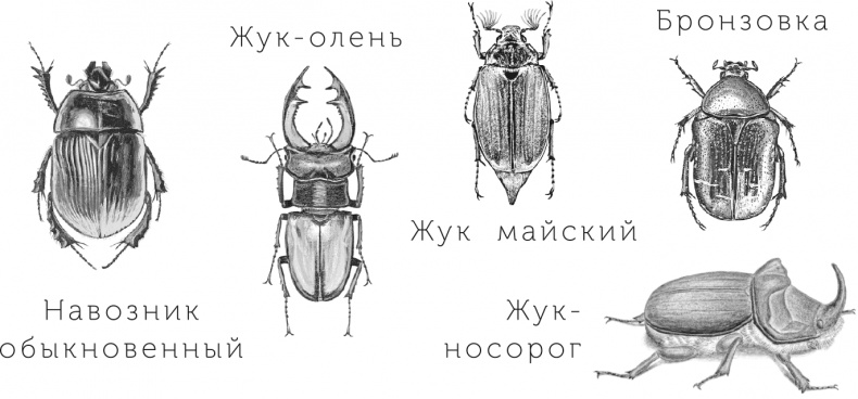 Иллюстрация к книге — Умный дикобраз [i_028.jpg]