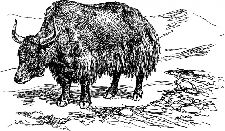 Иллюстрация к книге — Умный дикобраз [i_029.jpg]