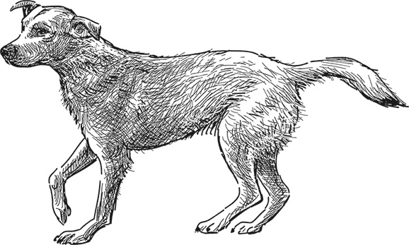 Иллюстрация к книге — Умный дикобраз [i_032.jpg]