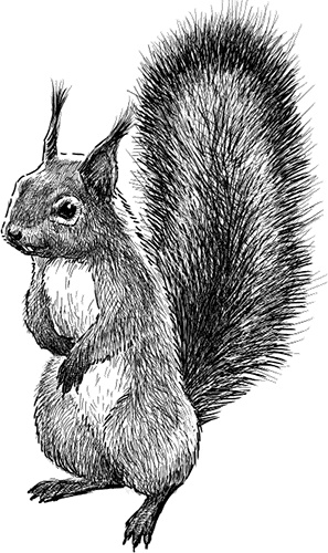 Иллюстрация к книге — Умный дикобраз [i_033.jpg]
